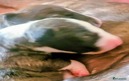 English Bull Terrier dogs for sale: ENGLISH BULL TERRIER,LITTER DUE 8TH OCTOBER  - Image 6