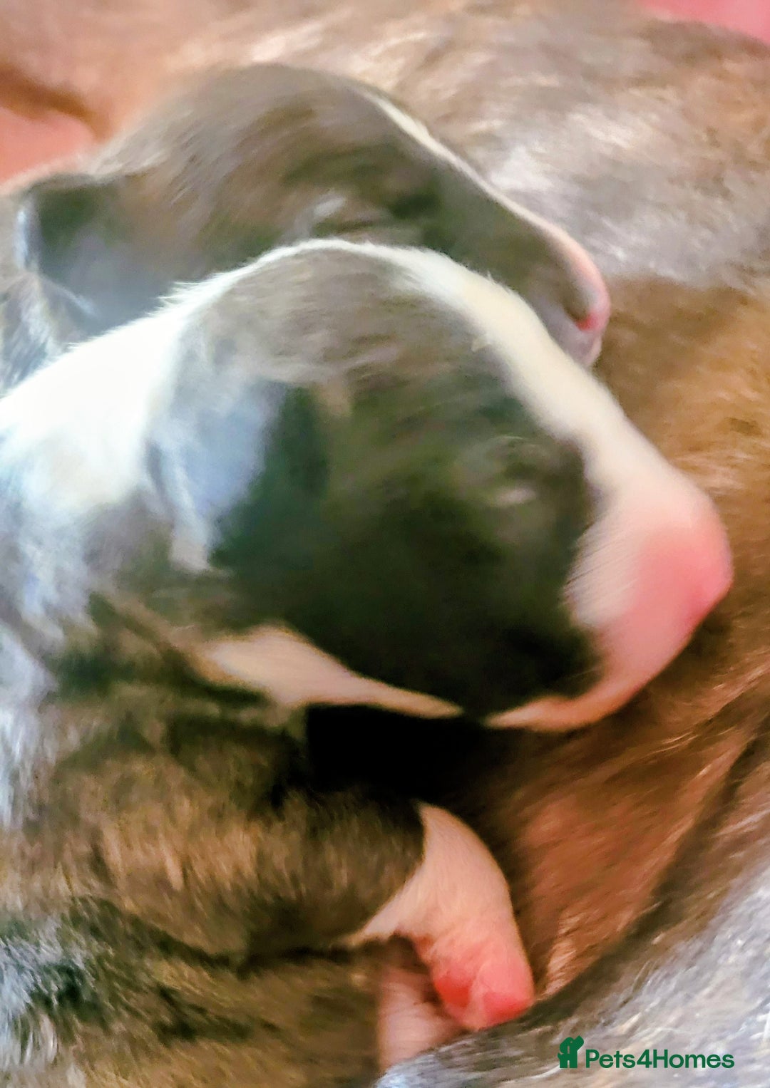 English Bull Terrier dogs for sale: ENGLISH BULL TERRIER,LITTER DUE 8TH OCTOBER  - Image 6