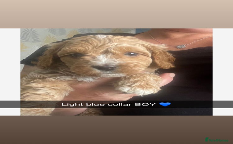 Mixed Breed dogs - Advert 3