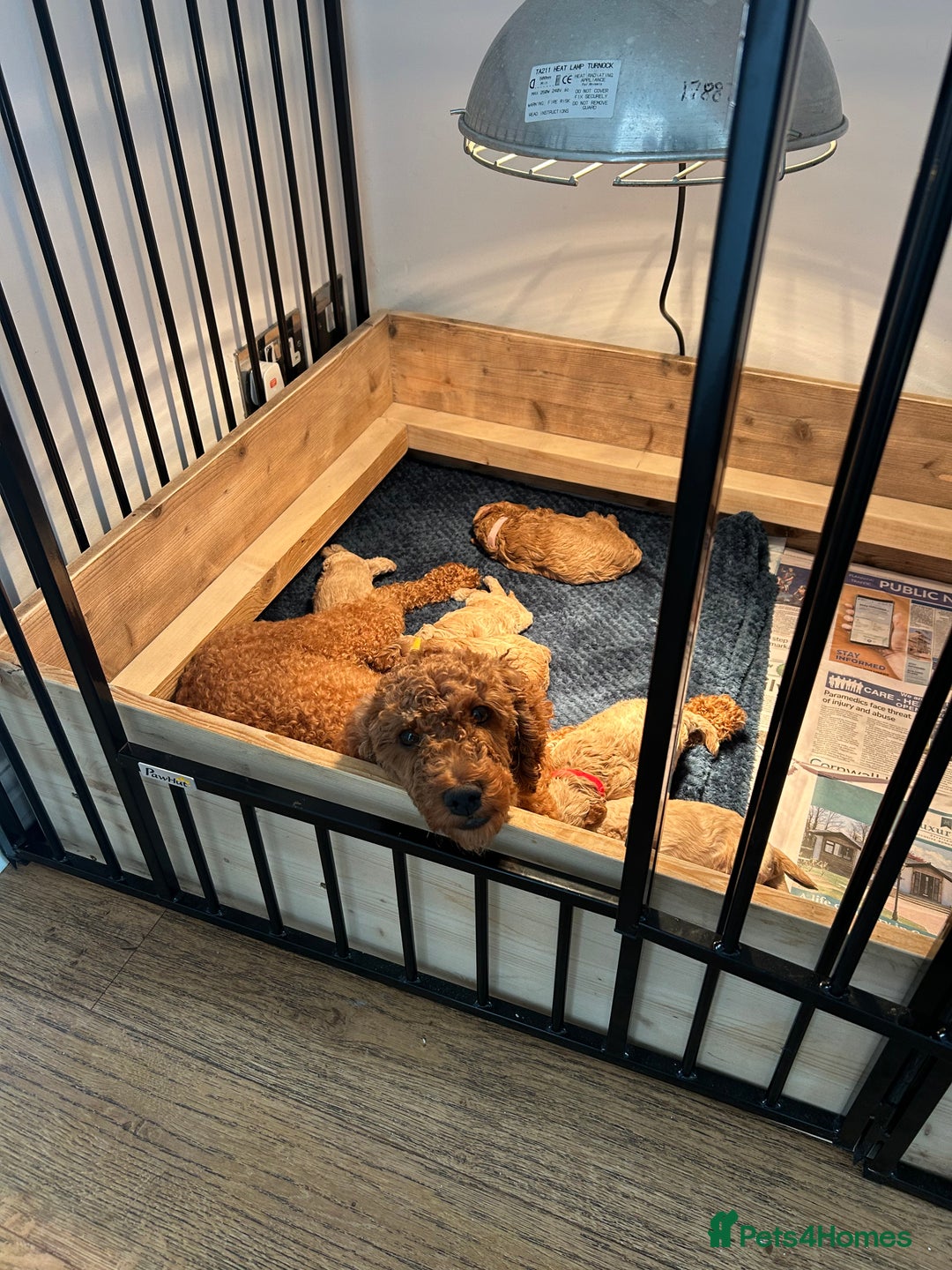 Cavapoo dogs for sale: Cavapoo Puppies for Sale - Image 5