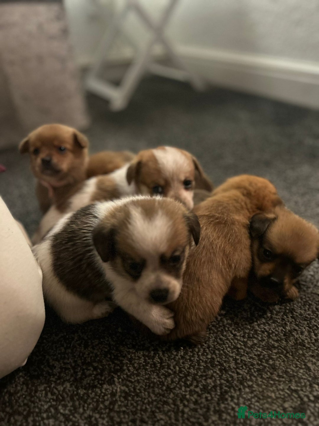 Mixed Breed dogs for sale: Dameranian Fluffballs  - Advert 15