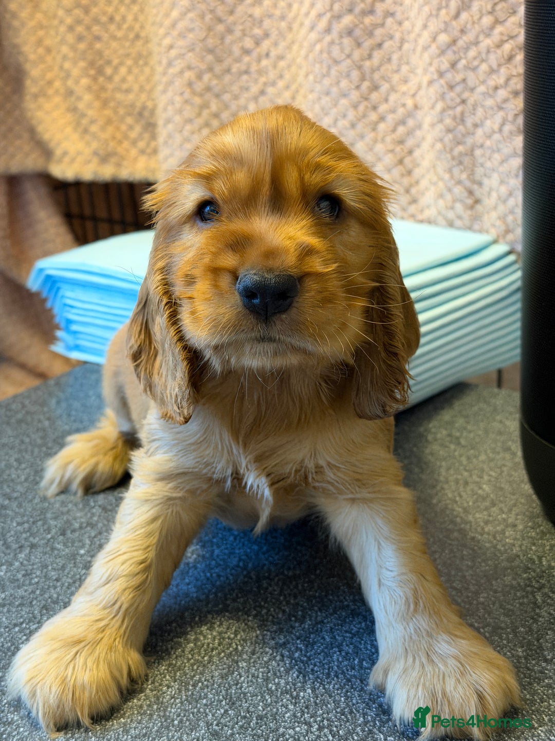 Cocker Spaniel dogs for sale: Champion bloodline KC Show Cocker Spaniel Puppies - Advert 14