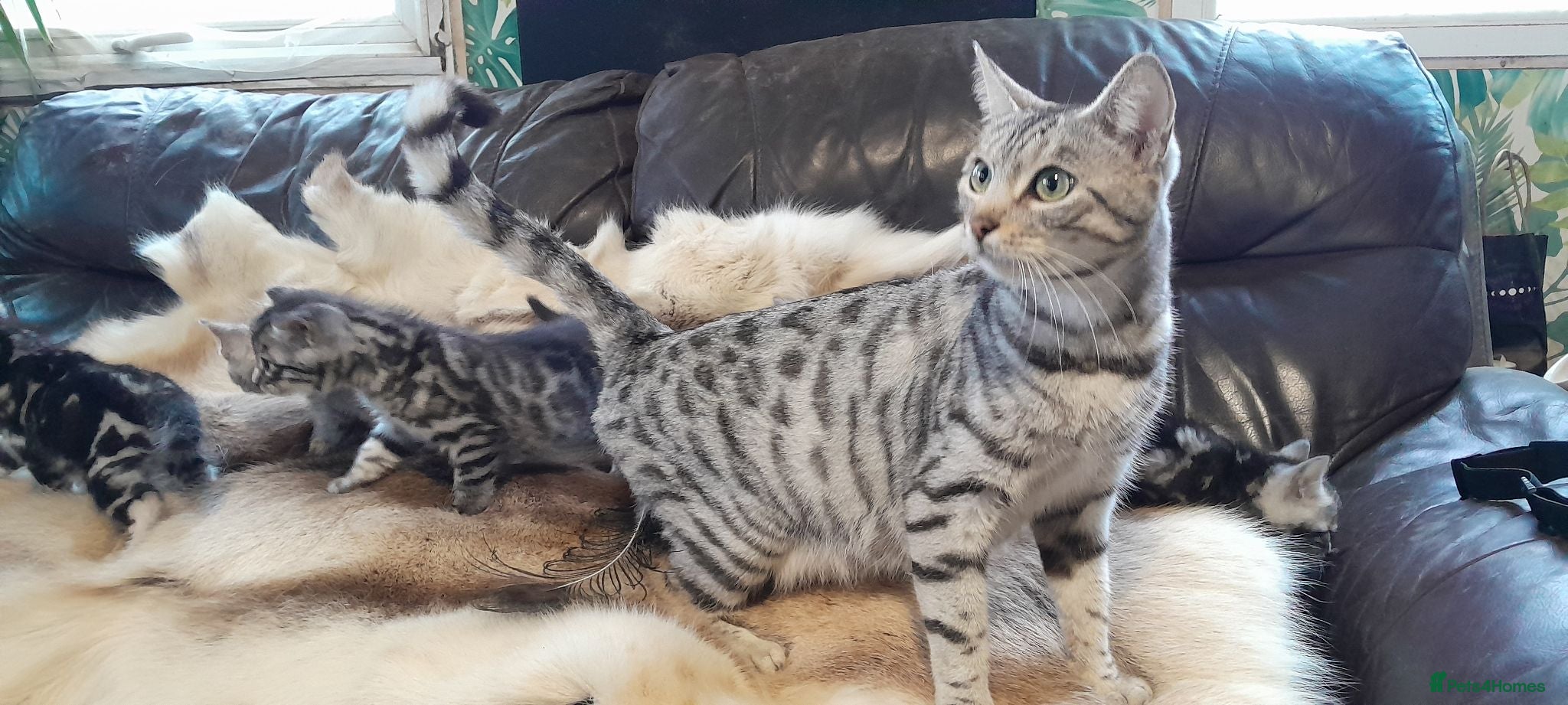 Bengal cats Bengal kittens Ready now - Advert 1