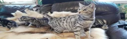 Bengal cats for sale: Bengal kittens Ready now - Advert 1