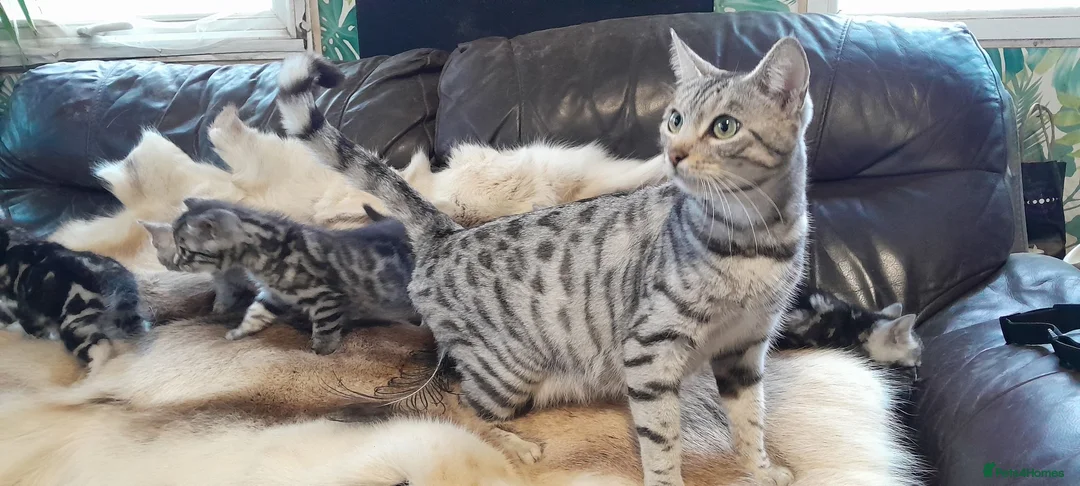 Bengal cats for sale: Bengal kittens Ready now - Advert 1