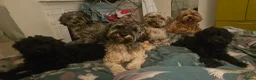 Cavapoo dogs for sale: READYtoday. Cavapoos puppies - Advert 3