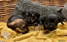 Mixed Breed dogs for sale: Border Terrier cross puppies  - Image 6
