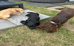 Cocker Spaniel dogs for sale: Male working cocker spaniel puppy kc reg - Image 21