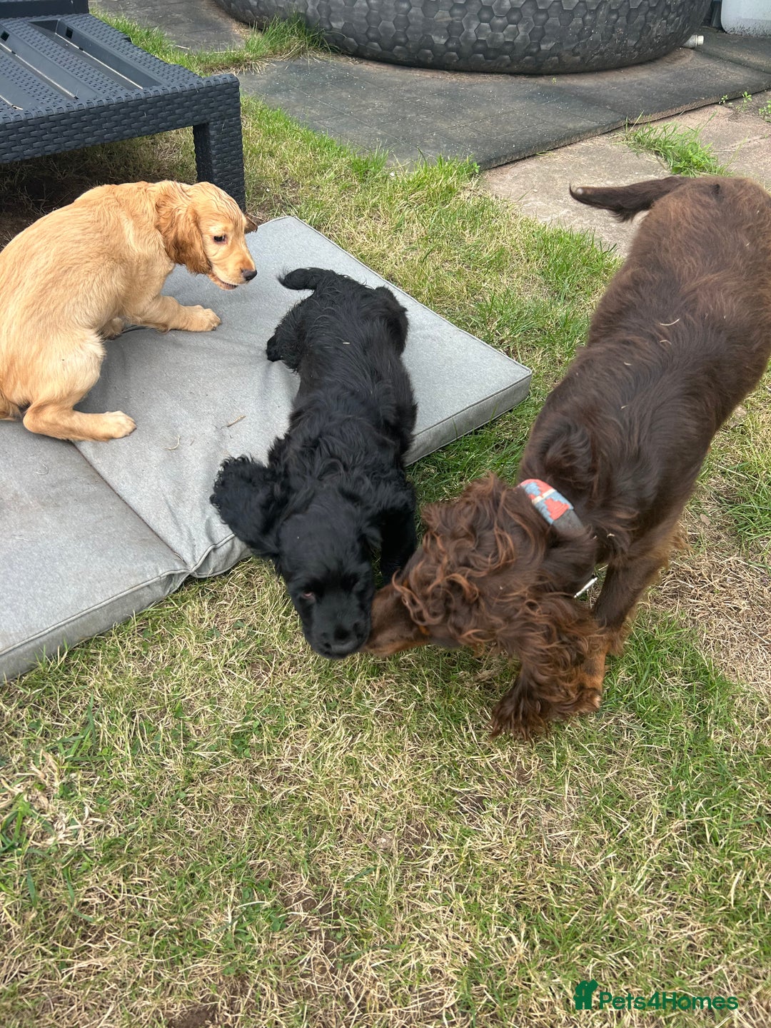 Cocker Spaniel dogs for sale: Male working cocker spaniel puppy kc reg - Image 21