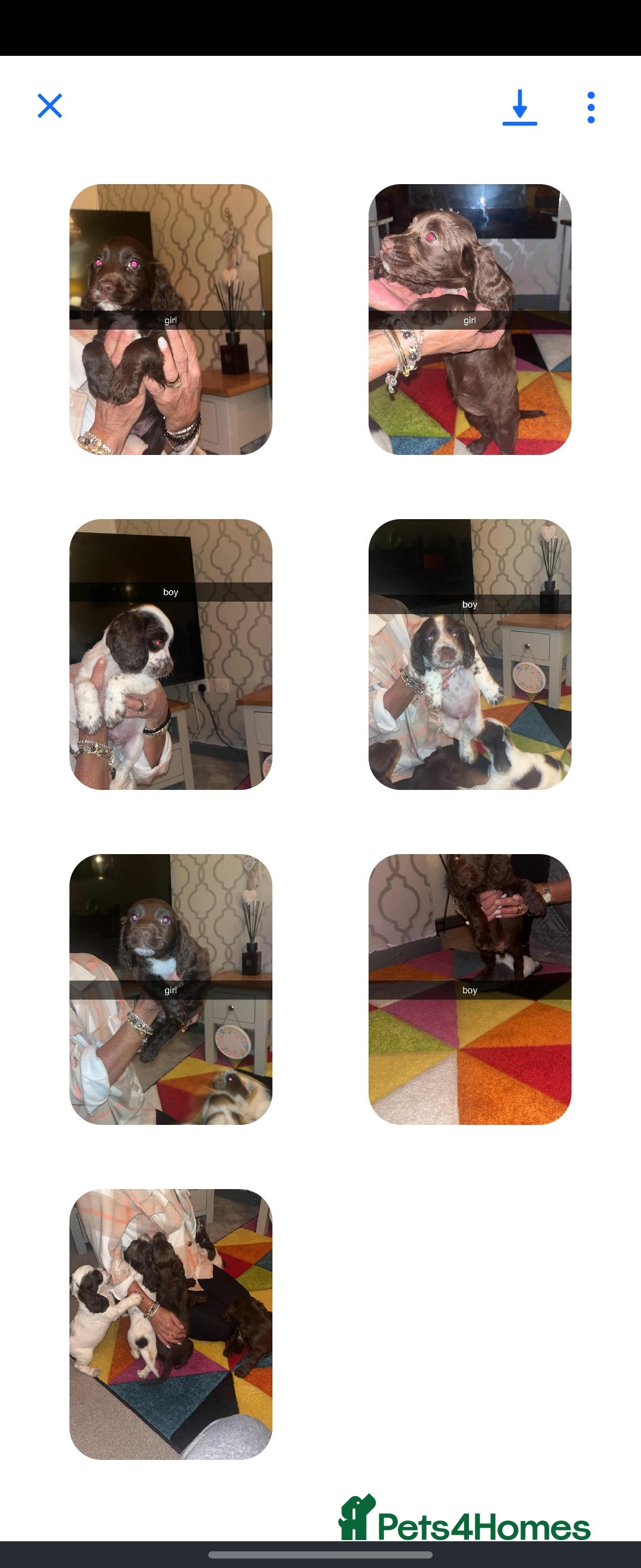Cocker Spaniel dogs for sale: 7 pups 4 girls 3 boys  - Image 5