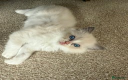 Ragdoll cats for sale: Blue bicolour babies 🐾 - Image 11