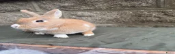 Dutch rabbits for sale: Female rabbit  - Advert 2