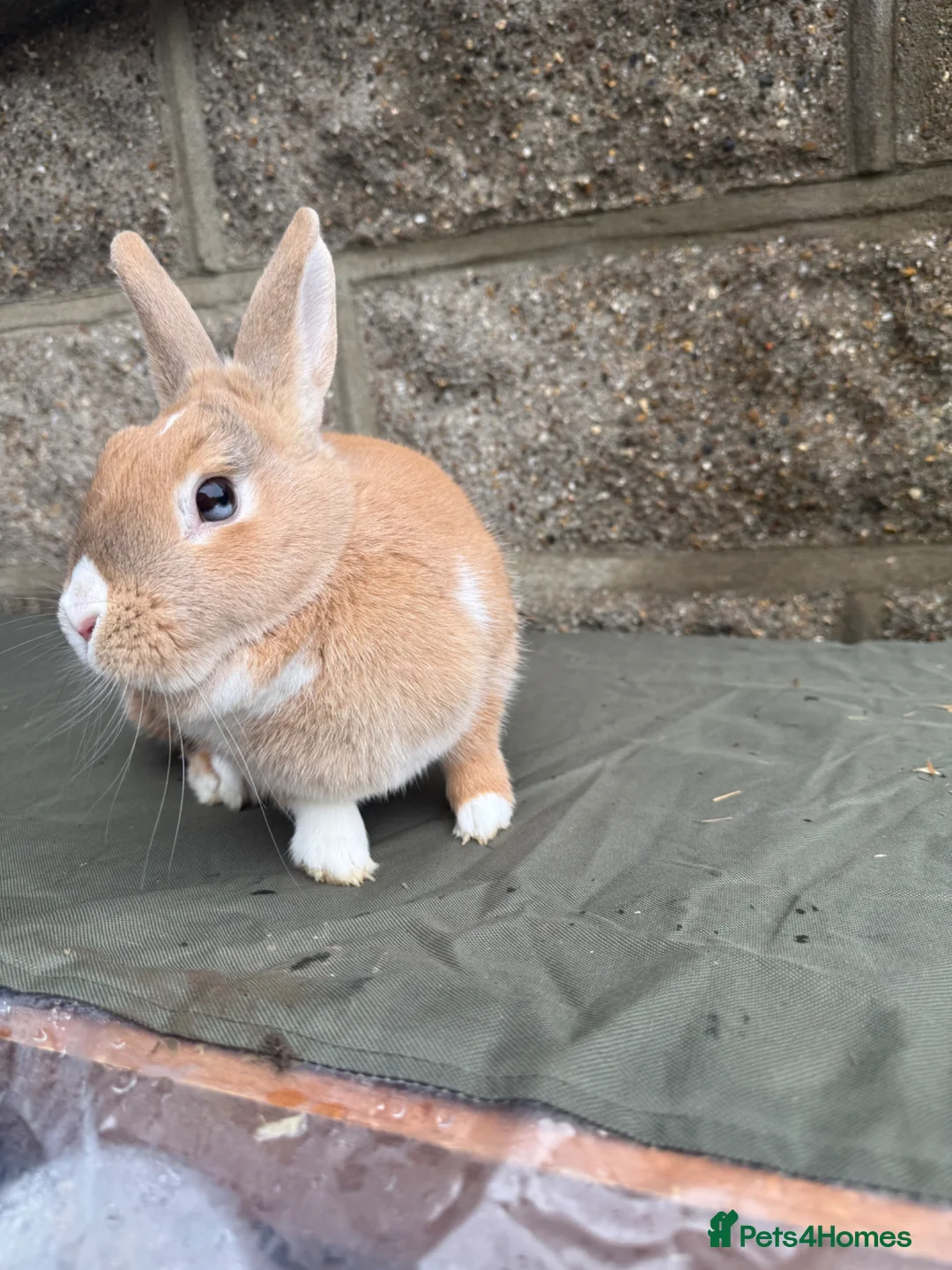 Dutch rabbits for sale: Female rabbit  - Advert 2