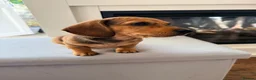 Chiweenie dogs for sale: 5 beautiful mini dachshund x chihuahua puppies - Advert 22