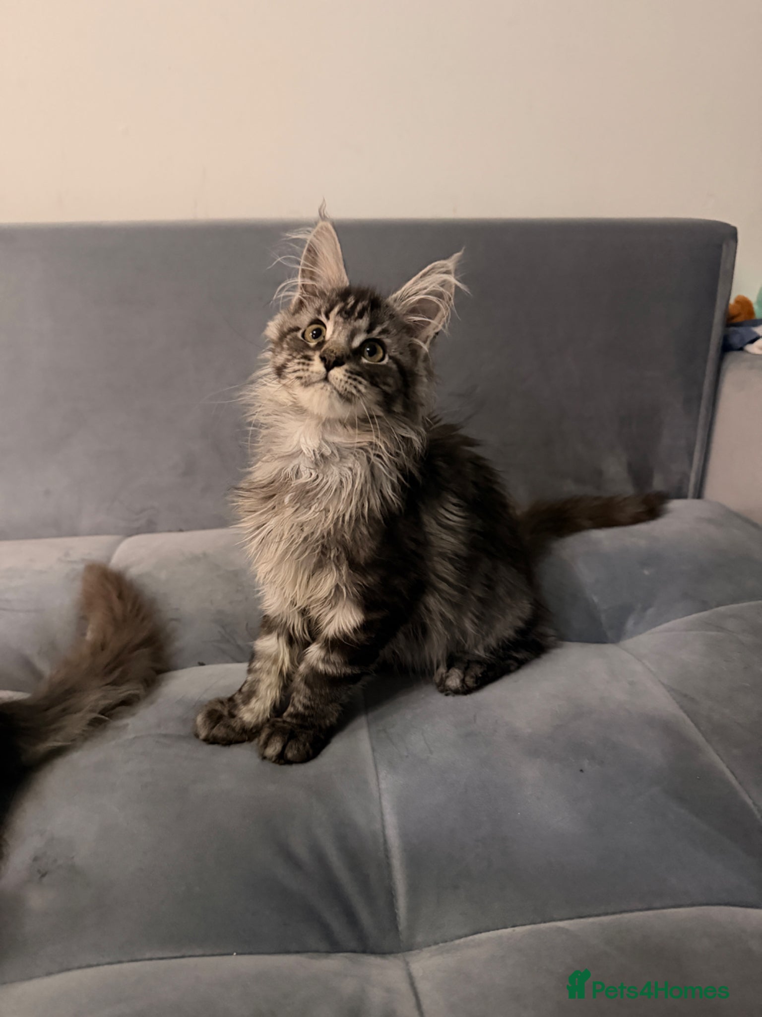 Maine Coon cats for sale: Beautiful kittens pure Maincoon  - Advert 17