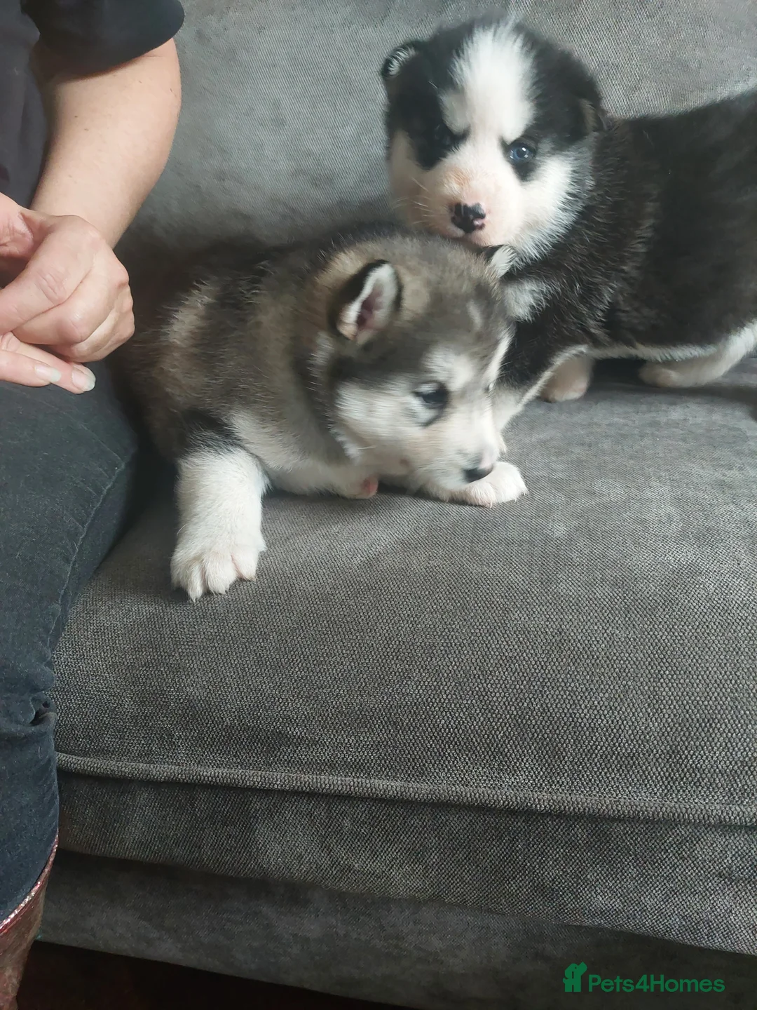 Siberian Husky dogs for stud: BLUE EYED HUSKY FOR STUD in Doncaster - Advert 27
