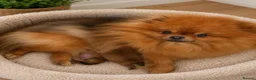 Pomeranian dogs for sale: ❤️ Exceptional KC Registered Pomeranian Puppies ❤️ - Advert 19