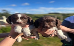 English Springer Spaniel dogs for sale: English Springer Spaniels - Image 11