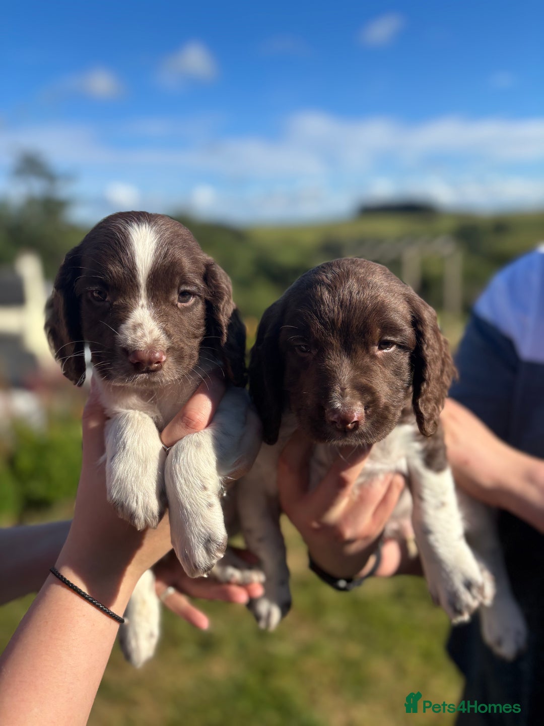 English Springer Spaniel dogs for sale: English Springer Spaniels - Image 11