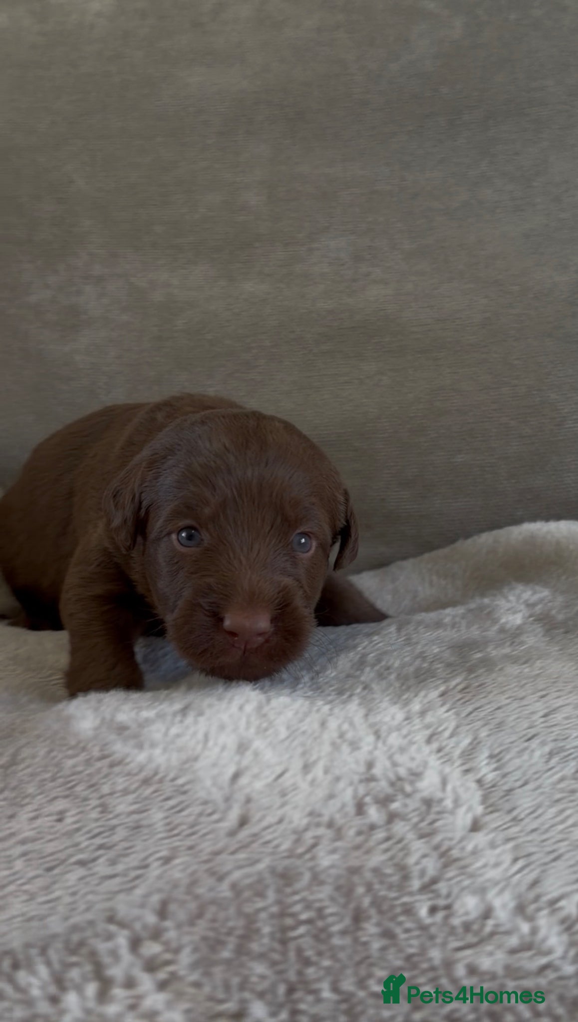Labradoodle dogs for sale: Beautiful chunky miniature labradoodles 💕 in Lincoln - Advert 10
