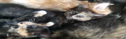 Mixed Breed cats for sale: Male and female kittens - Advert 1