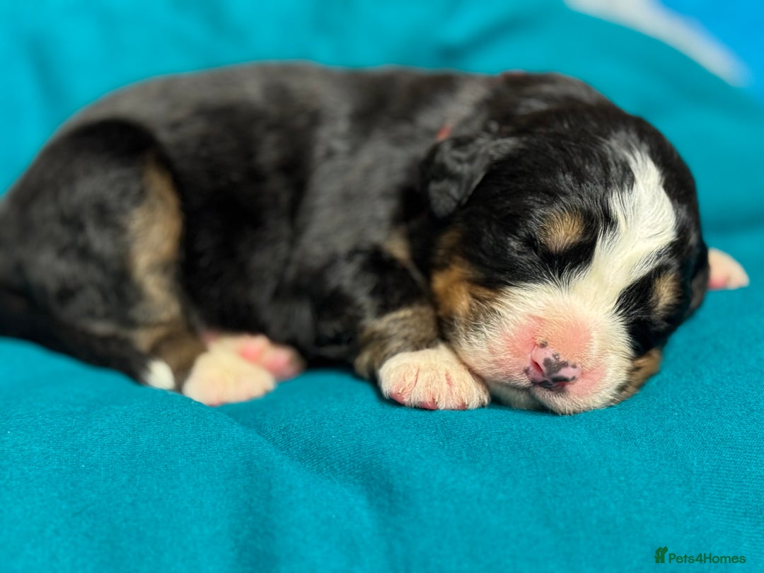 Bernese Mountain Dog dogs for sale: KC Registered Bernese Mountain Dog Puppies - Advert 12