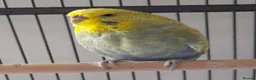 Budgerigars birds for sale: Pair of budgies male and female in Brough - Advert 2