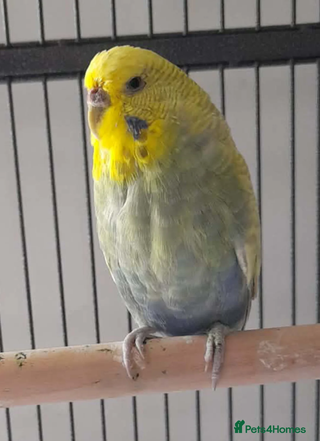 Budgerigars birds for sale: Pair of budgies male and female in Brough - Advert 2