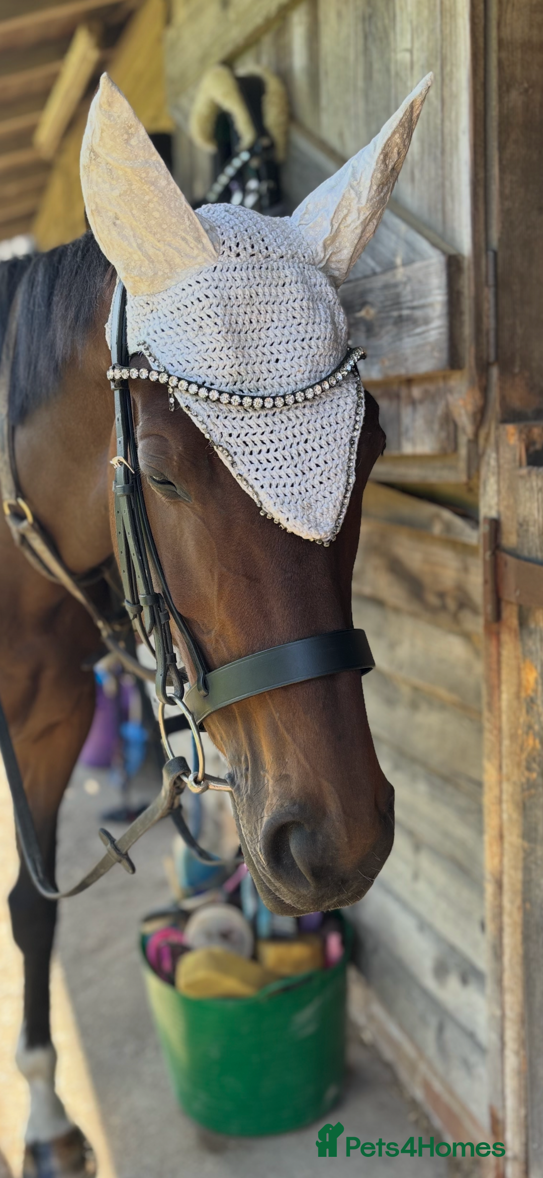 Irish Sports horses for sale: Teens horse / mother / daughter share - Image 29