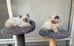 Ragdoll cats for sale: Easy Purebred Rag doll Kitten for Sale - Image 2