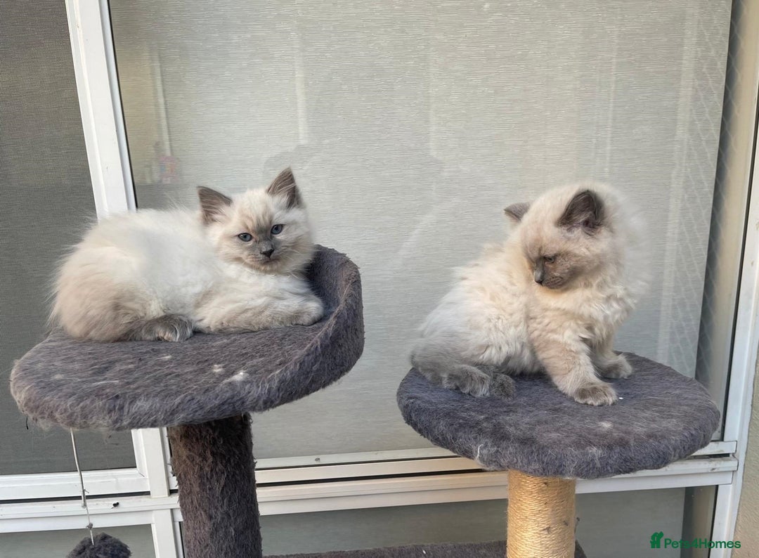 Ragdoll cats for sale: Easy Purebred Rag doll Kitten for Sale - Image 2