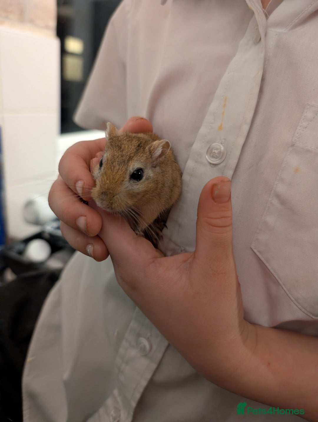 Gerbil rodents for sale: Gerbil - Advert 1