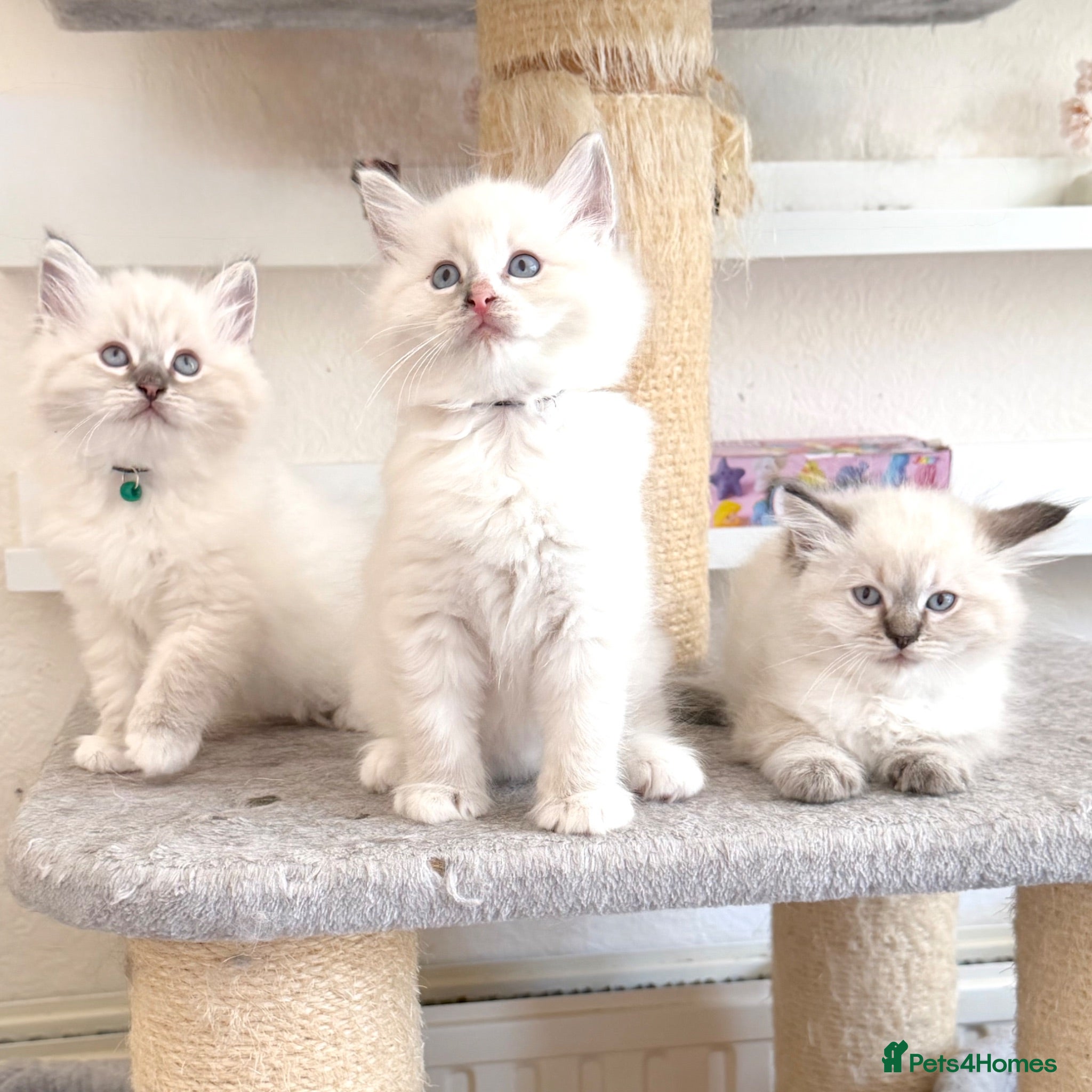 Ragdoll cats Cuddly, Affectionate, Gentle - TICA Registered - Advert 2