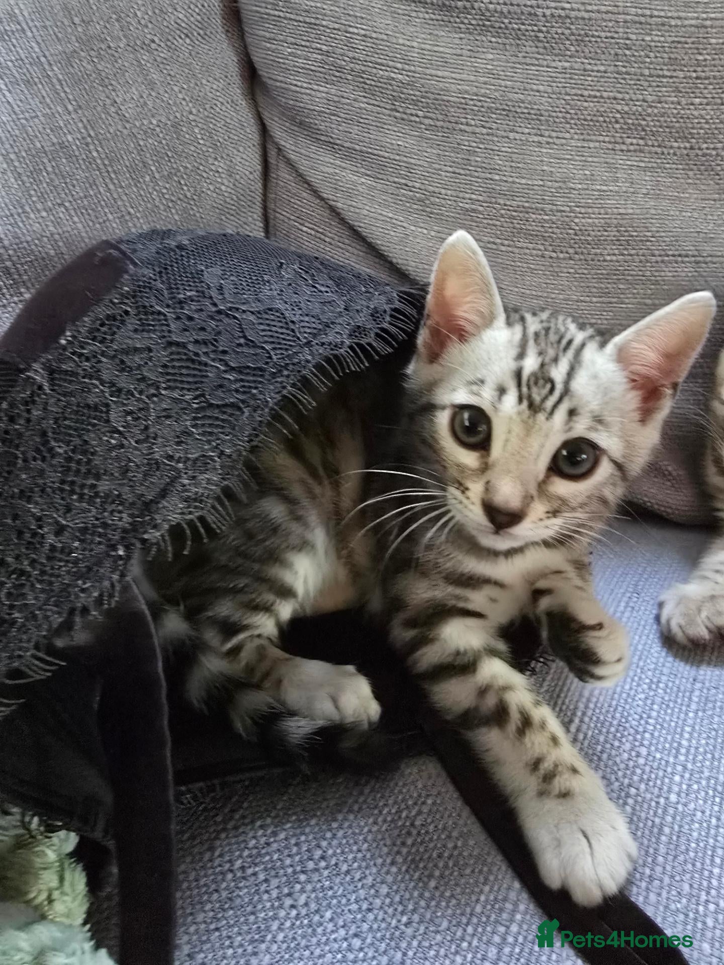 Bengal cats Last F6 Bengal Girl ❤️ - Advert 2