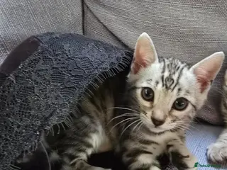 Bengal cats Last F6 Bengal Girl ❤️ - Advert 2