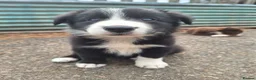 Border Collie dogs for sale: Beautiful fluffy Collie Pups for Sale - Advert 10