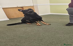 German Shepherd dogs for stud: King Shere khan von shepear at stud in Bedford - Image 6
