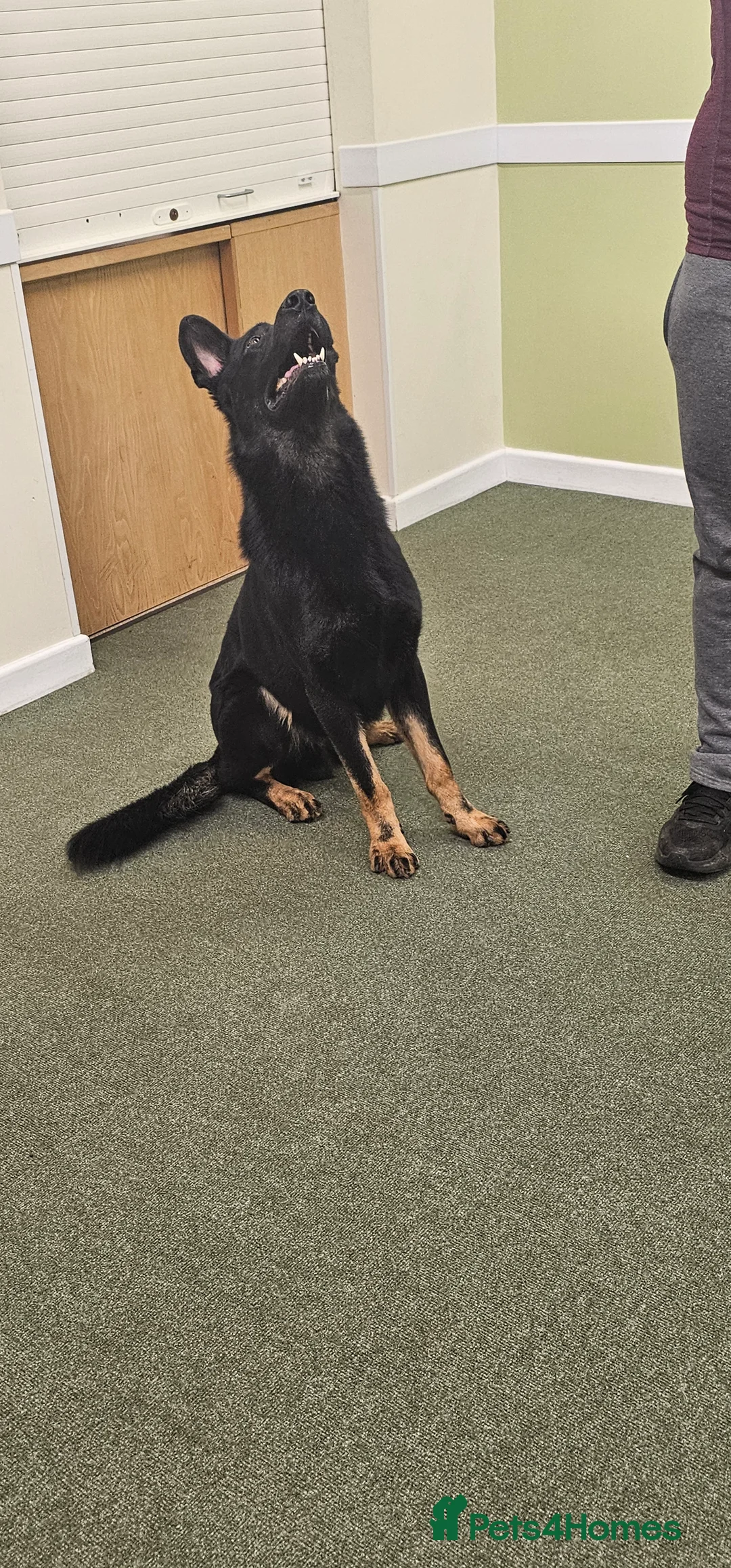 German Shepherd dogs for stud: King Shere khan von shepear at stud in Bedford - Advert 8