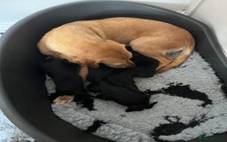 Springador dogs for sale: Springerdor puppies  - Image 2
