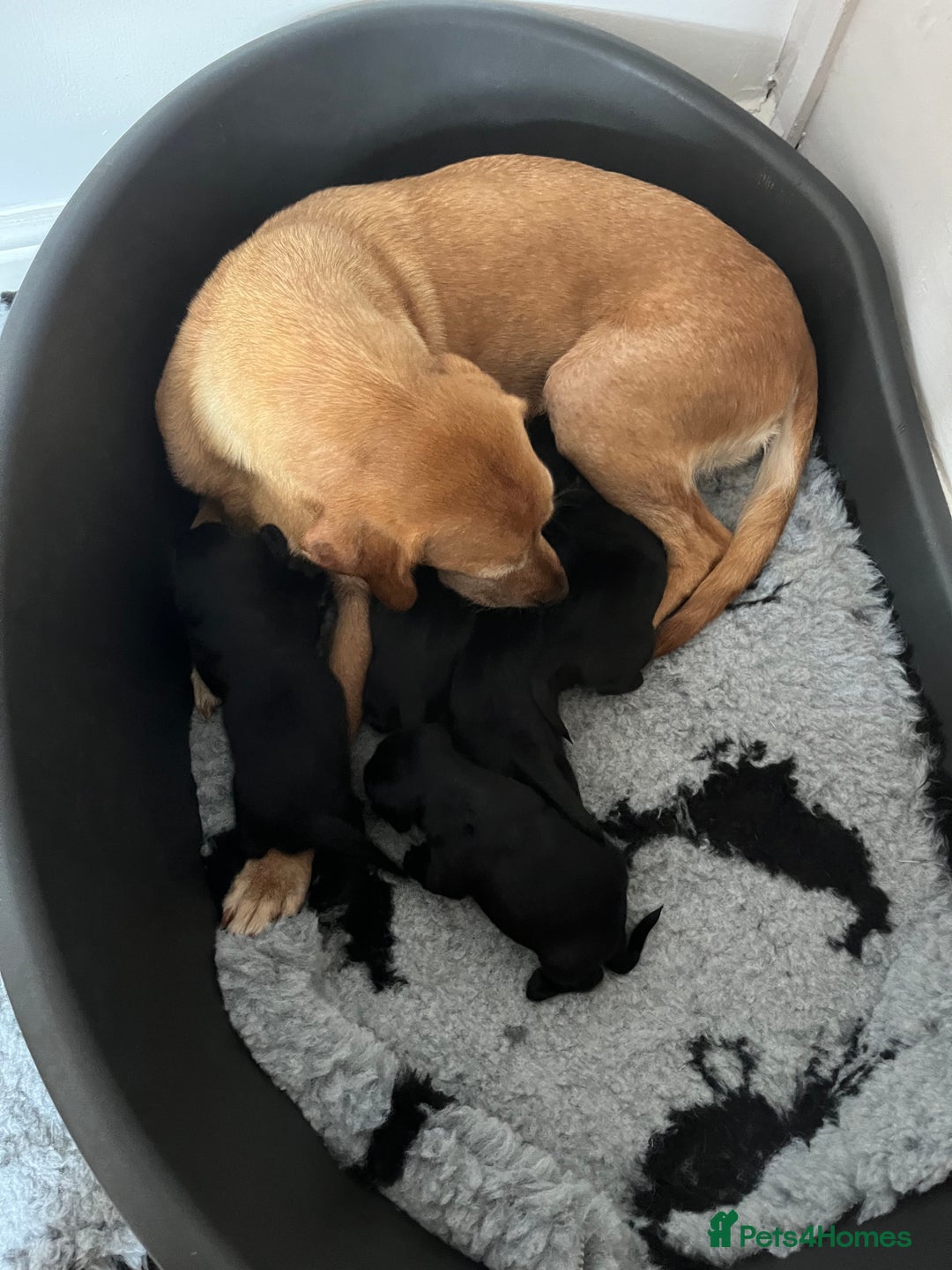 Springador dogs for sale: Springerdor puppies  - Image 2