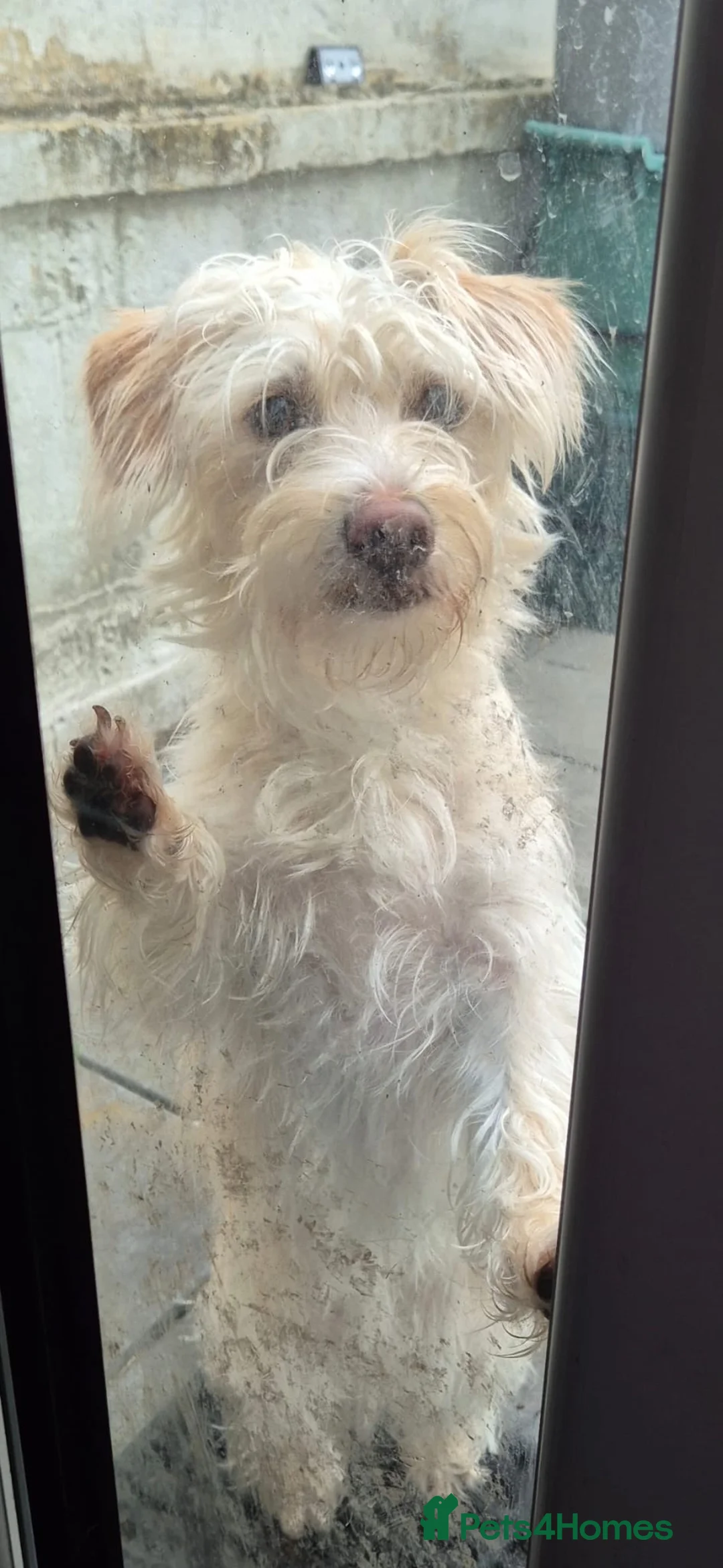 Mixed Breed dogs for sale: Two female Jackador’s looking for new home  in Bristol - Advert 3