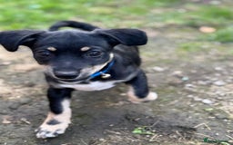 Mixed Breed dogs for adoption: OBI - a Lovely little puppy boy for a Loving Home - Image 13