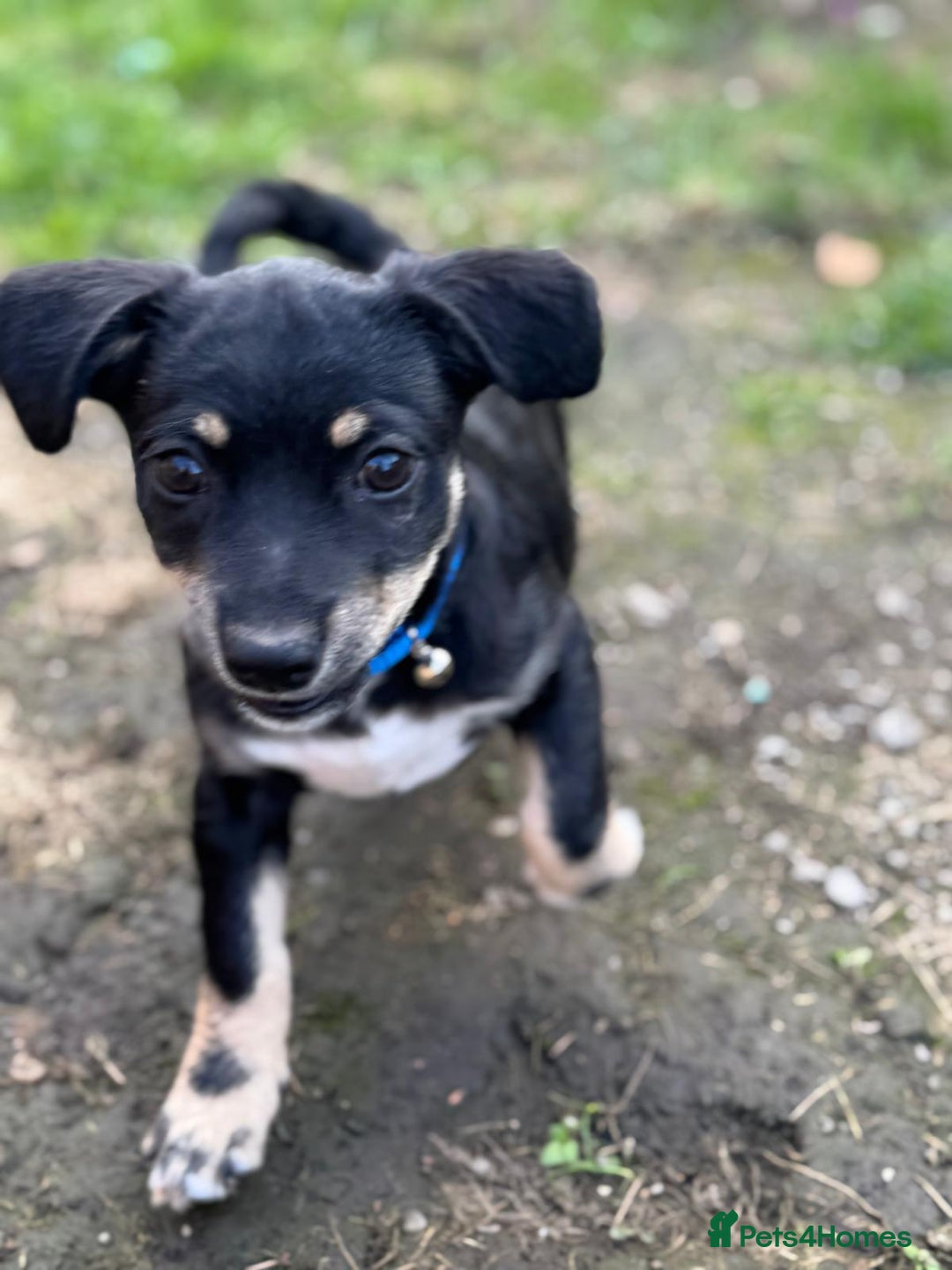 Mixed Breed dogs for adoption: OBI - a Lovely little puppy boy for a Loving Home - Image 13