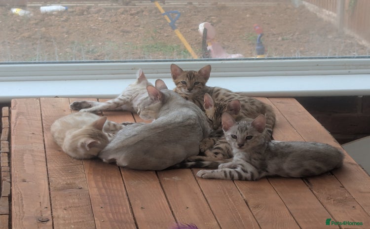 Bengal cats - Advert 12