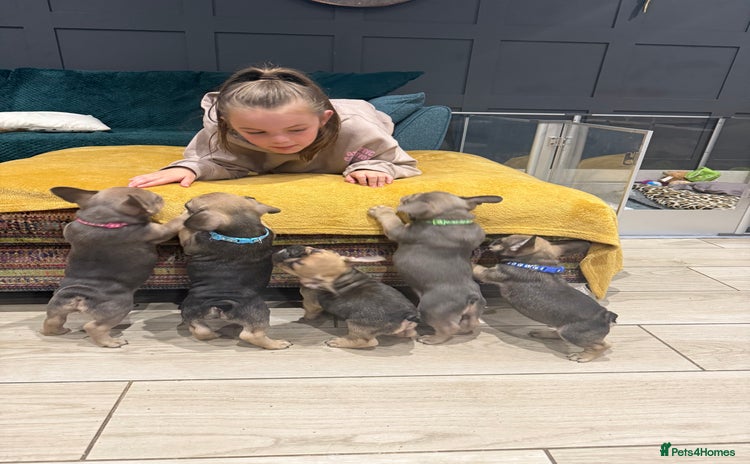 French Bulldog dogs - Advert 13
