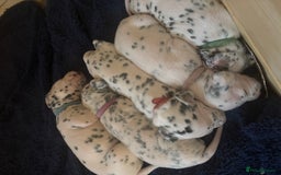 Dalmatian dogs for sale: Dalmatian puppies litter of 5 - Image 2
