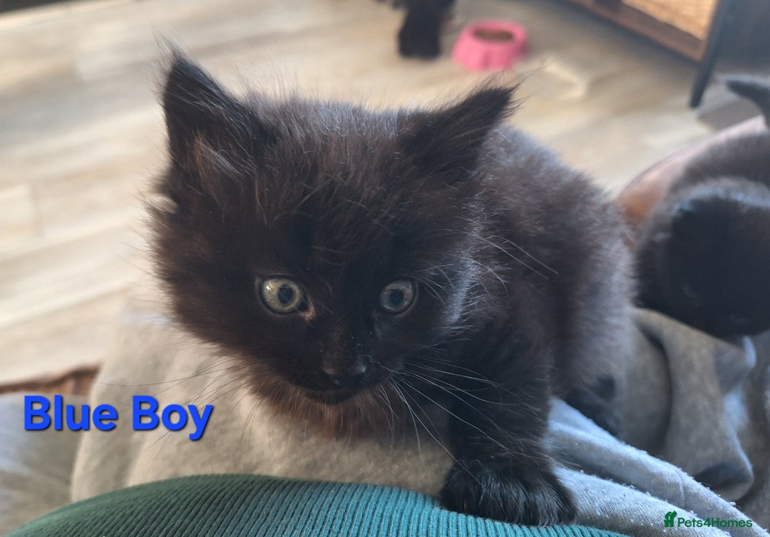 Mixed Breed cats for sale: 5 fluffy black kittens with hints of grey - Image 6