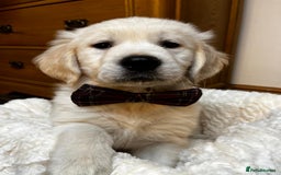 Golden Retriever dogs for sale: KC, Extensively Health tested Parents. Snow white - Image 24