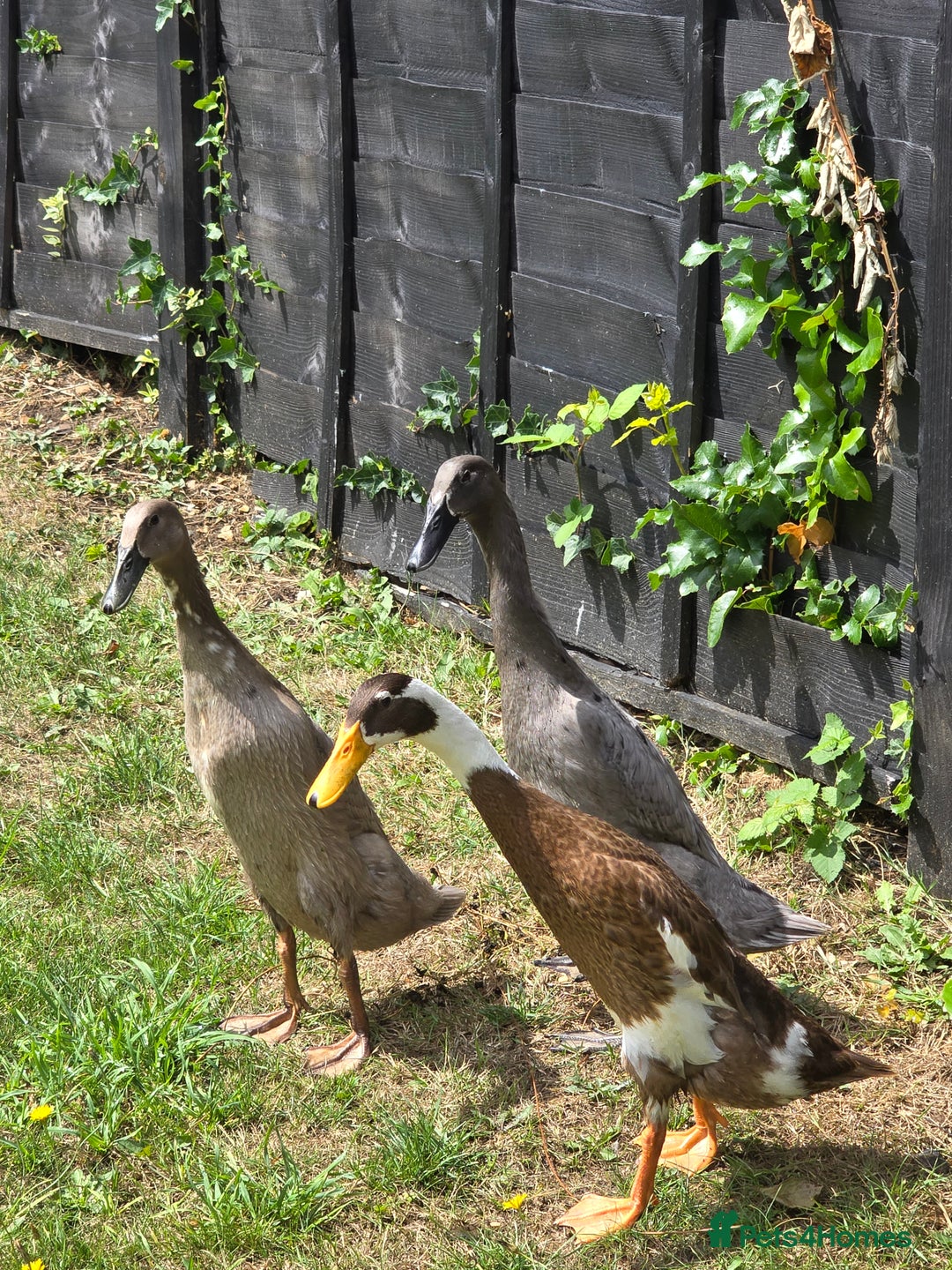 Ducks poultry for sale: Indian runner ducks  - Image 1