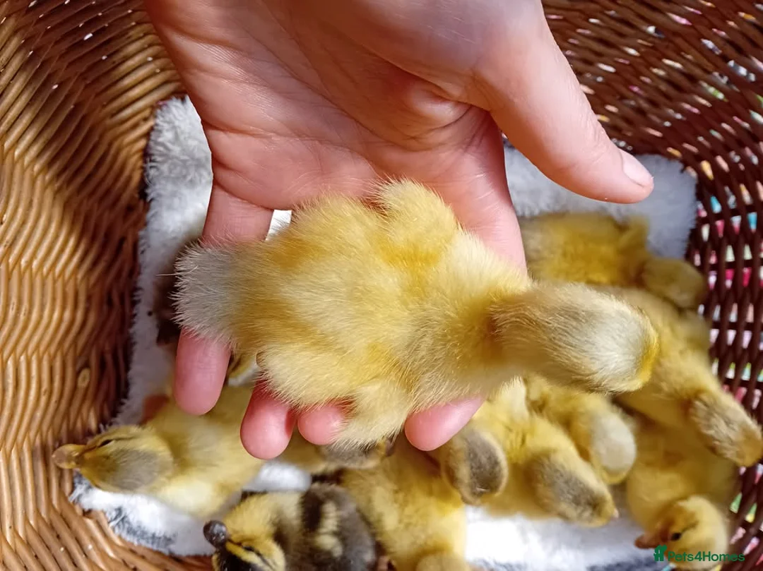 Quail poultry for sale: 🦆✨ Call Ducklings Available ✨🦆 - Advert 2